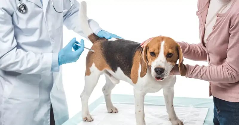 Pet vaccinations in Sullivan, IL