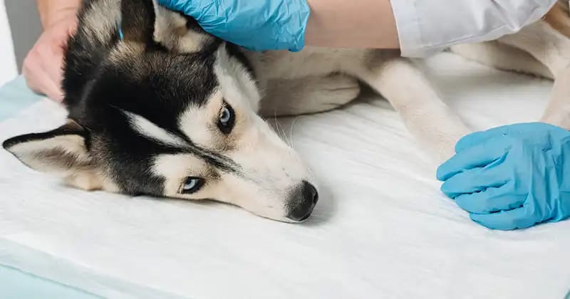Veterinary surgery in Sullivan, IL