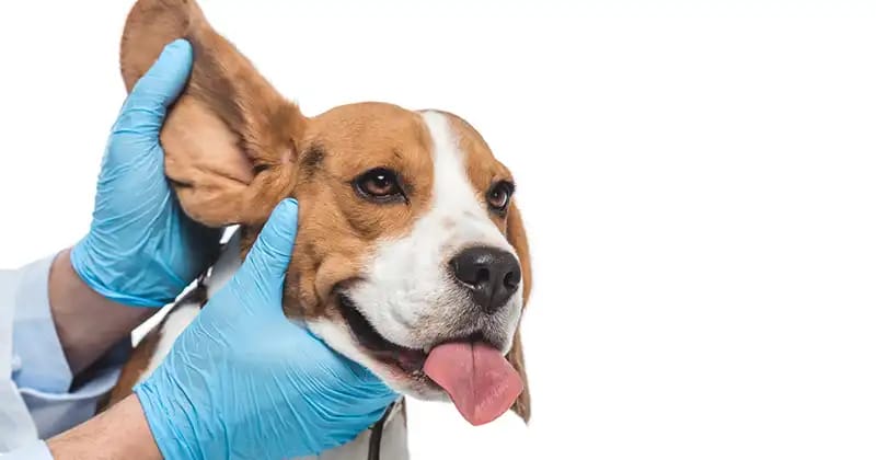 Pet wellness and medicine in Sullivan, IL