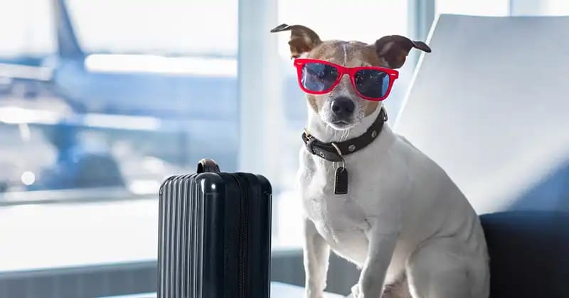 Pet boarding in Sullivan, IL
